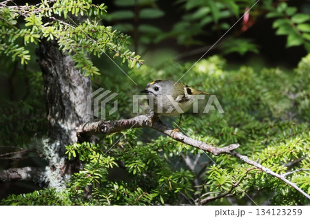 針葉樹に止まるキクイタダキ 針葉樹に止まるキクイタダキ 134123259