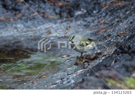 水場にやってきたキクイタダキのメス 水場にやってきたキクイタダキのメス 134123263