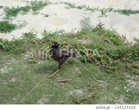 タイ　ンガイ島の鳥 134123328