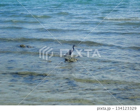タイ ンガイ島の鳥 タイ ンガイ島の鳥 134123329