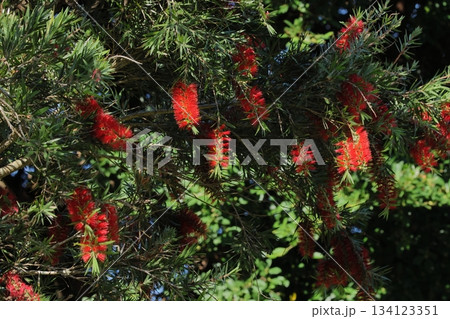 自然　植物　シダレブラシノキ、オーストラリア原産。沖縄では街路樹などに利用され、しばしば目にします 134123351