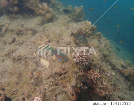 タイ ンガイ島の魚 タイ ンガイ島の魚 134123550