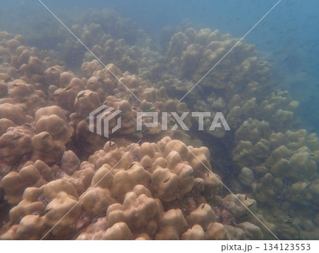 タイ ンガイ島の魚 タイ ンガイ島の魚 134123553