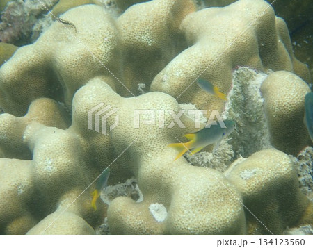 タイ ンガイ島の魚 タイ ンガイ島の魚 134123560
