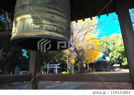 秋の長後天満宮 鐘楼と黄葉したイチョウ 秋の長後天満宮 鐘楼と黄葉したイチョウ 134123603