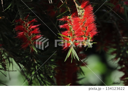 自然 植物 シダレブラシノキ、花被片は早く落ちますが雄しべの赤い色が昆虫を誘引して受粉を促すそうです 自然 植物 シダレブラシノキ、花被片は早く落ちますが雄しべの赤い色が昆虫を誘引して受粉を促すそうです 134123622