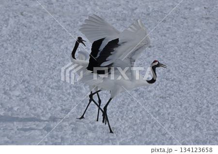丹頂鶴・鶴の舞 134123658
