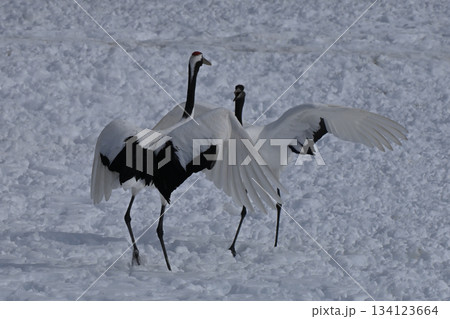 丹頂鶴・鶴の舞 134123664