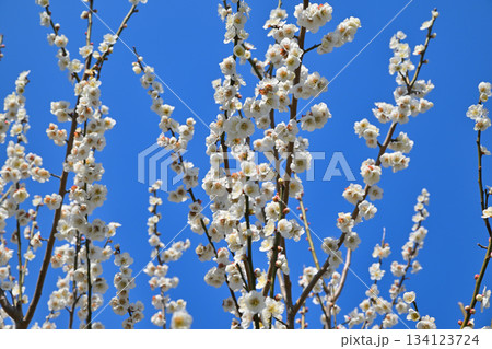 青空に映える満開の白梅　早春の訪れ　桶川市　城山公園　　　　 134123724