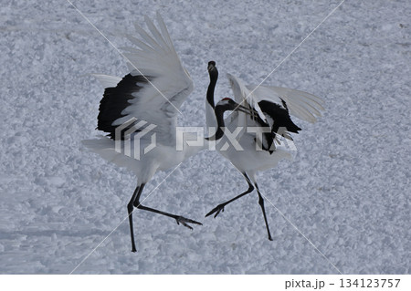 丹頂鶴・鶴の舞 134123757