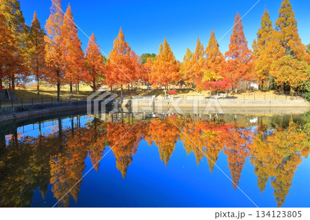 【愛媛県】藤山健康文化公園のメタセコイア 【愛媛県】藤山健康文化公園のメタセコイア 134123805