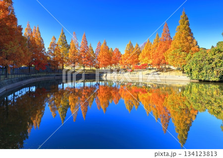 【愛媛県】藤山健康文化公園のメタセコイア 134123813