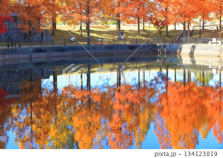 【愛媛県】藤山健康文化公園のメタセコイア 134123819