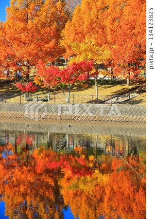 【愛媛県】藤山健康文化公園のメタセコイア 【愛媛県】藤山健康文化公園のメタセコイア 134123825