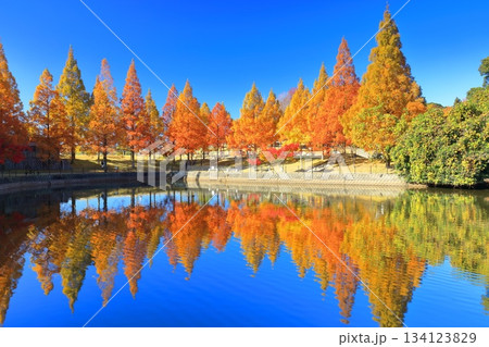 【愛媛県】藤山健康文化公園のメタセコイア 134123829