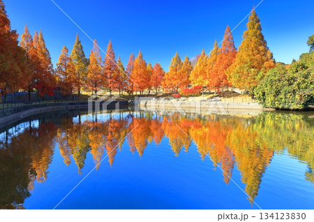【愛媛県】藤山健康文化公園のメタセコイア 【愛媛県】藤山健康文化公園のメタセコイア 134123830