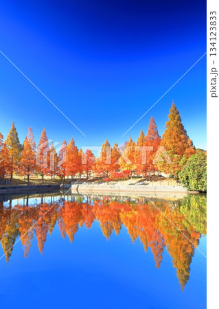 【愛媛県】藤山健康文化公園のメタセコイア 【愛媛県】藤山健康文化公園のメタセコイア 134123833