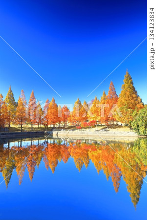 【愛媛県】藤山健康文化公園のメタセコイア 【愛媛県】藤山健康文化公園のメタセコイア 134123834