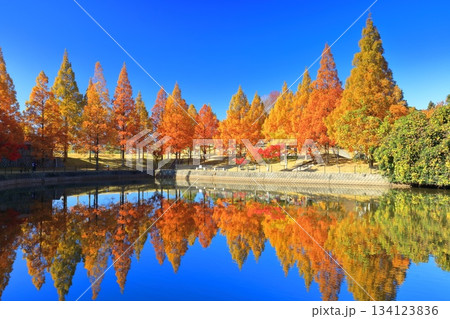 【愛媛県】藤山健康文化公園のメタセコイア 【愛媛県】藤山健康文化公園のメタセコイア 134123836