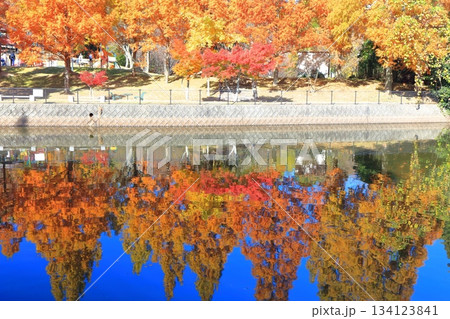 【愛媛県】藤山健康文化公園のメタセコイア 134123841