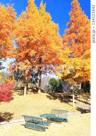 【愛媛県】藤山健康文化公園のメタセコイア 【愛媛県】藤山健康文化公園のメタセコイア 134123842