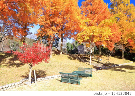 【愛媛県】藤山健康文化公園のメタセコイア 【愛媛県】藤山健康文化公園のメタセコイア 134123843