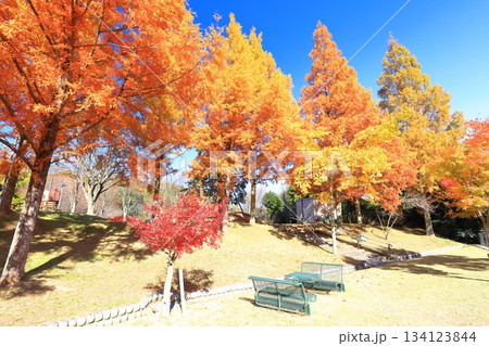 【愛媛県】藤山健康文化公園のメタセコイア 【愛媛県】藤山健康文化公園のメタセコイア 134123844
