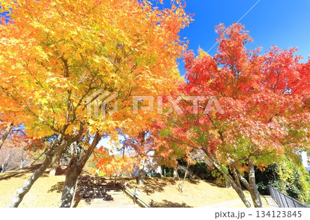 【愛媛県】藤山健康文化公園のメタセコイア 【愛媛県】藤山健康文化公園のメタセコイア 134123845