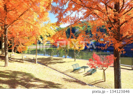 【愛媛県】藤山健康文化公園のメタセコイア 【愛媛県】藤山健康文化公園のメタセコイア 134123846