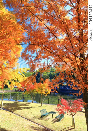 【愛媛県】藤山健康文化公園のメタセコイア 【愛媛県】藤山健康文化公園のメタセコイア 134123849