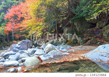 【愛媛県】鈍川渓谷の紅葉 134123868