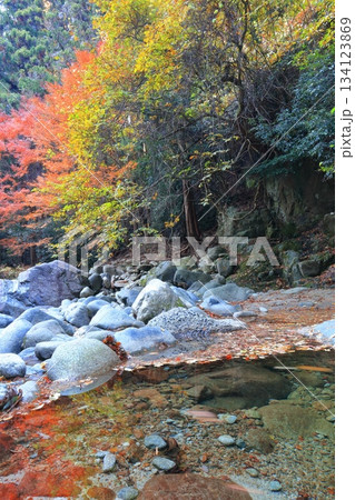 【愛媛県】鈍川渓谷の紅葉 134123869