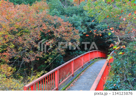 【愛媛県】鈍川渓谷の紅葉 134123876