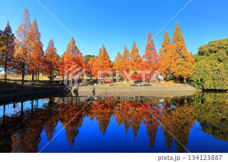 【愛媛県】藤山健康文化公園のメタセコイア 【愛媛県】藤山健康文化公園のメタセコイア 134123887