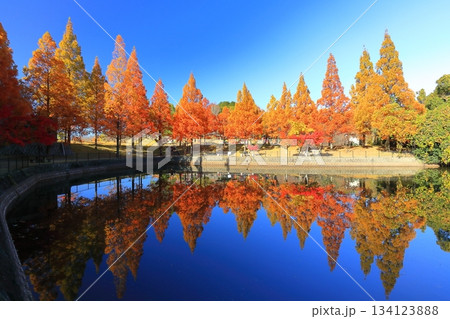 【愛媛県】藤山健康文化公園のメタセコイア 134123888