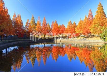 【愛媛県】藤山健康文化公園のメタセコイア 134123891