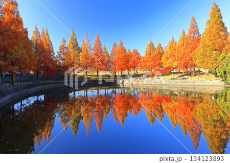 【愛媛県】藤山健康文化公園のメタセコイア 134123893