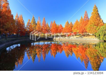 【愛媛県】藤山健康文化公園のメタセコイア 134123894
