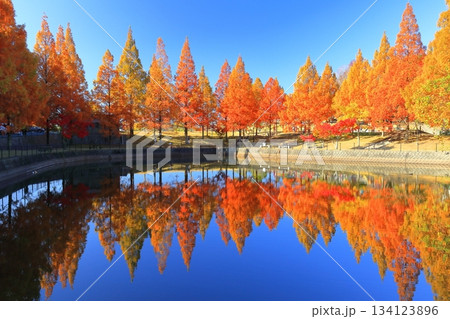 【愛媛県】藤山健康文化公園のメタセコイア 134123896