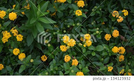 黄色いランタナ 134123932