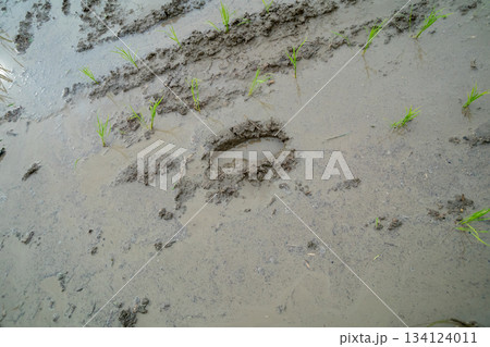 足跡のある田んぼ 足跡のある田んぼ 134124011