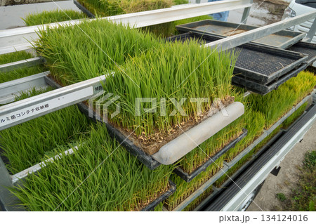 苗箱を運搬する軽トラ 苗箱を運搬する軽トラ 134124016