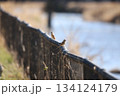 フェンスにとまったホオジロ フェンスにとまったホオジロ 134124179