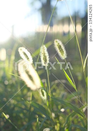 スポットライトを浴びたねこじゃらし スポットライトを浴びたねこじゃらし 134124265