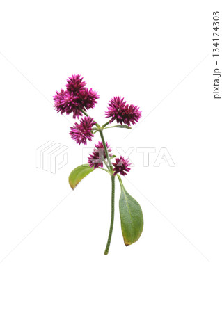 センニチコウの花、白バック センニチコウの花、白バック 134124303