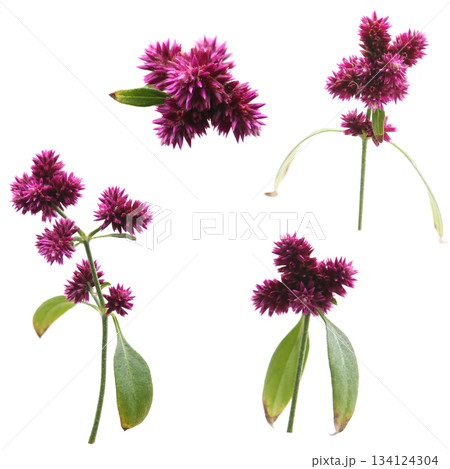 センニチコウの花、白バック センニチコウの花、白バック 134124304