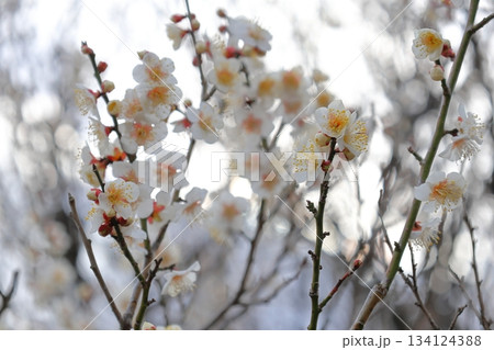 春の訪れを告げる梅の花 134124388