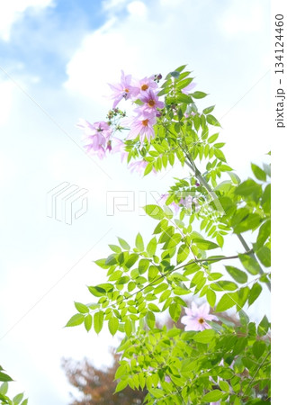青空に映えるダリア 134124460