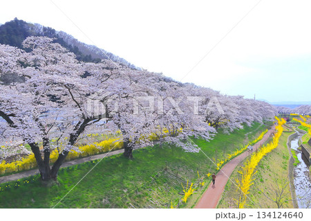 一目千本桜と黄色い花の続く遊歩道 134124640