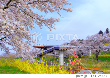 満開の桜としばた千桜橋 134124645
